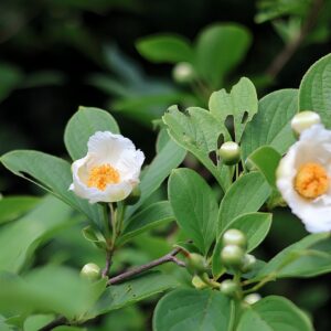 夏椿