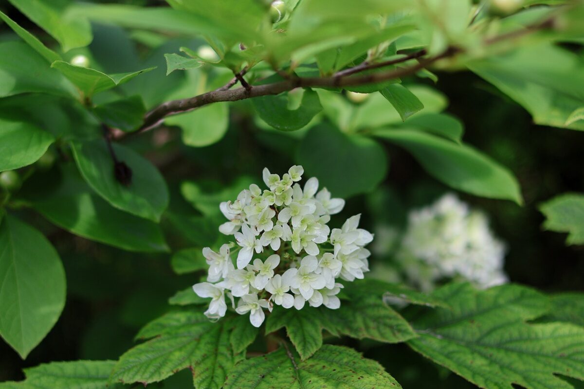 紫陽花