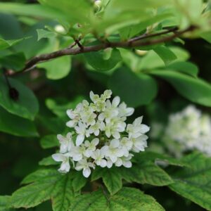 紫陽花