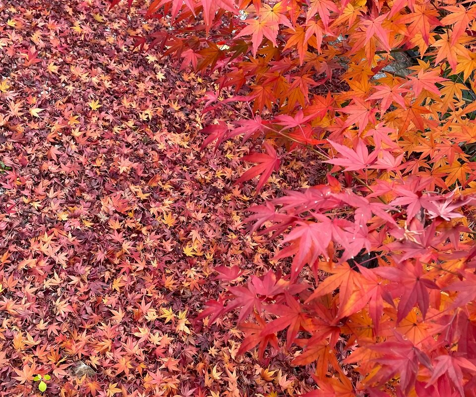 紅葉の紅葉