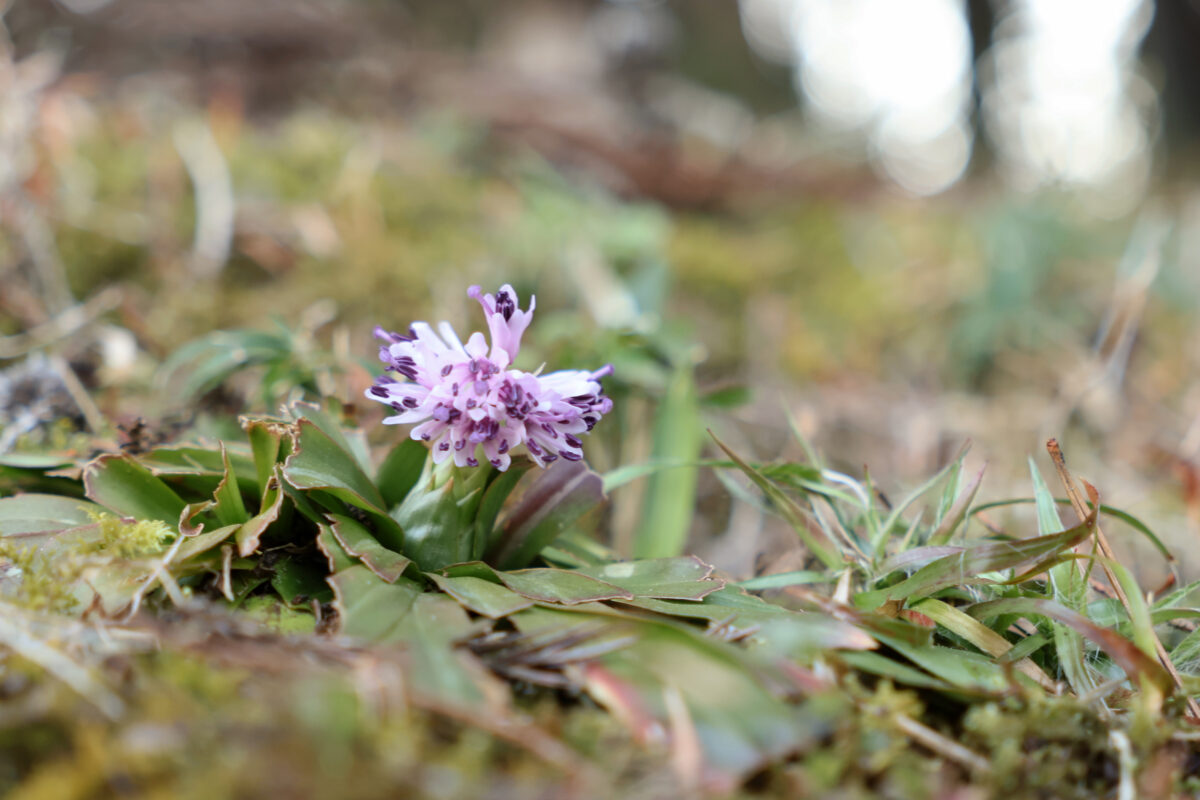 ショウジョウバカマ