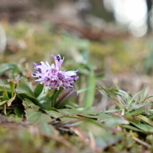 ショウジョウバカマ