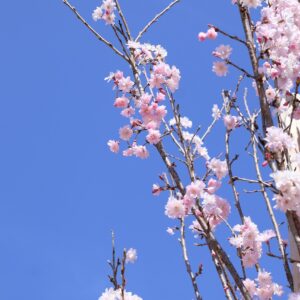 桜・舞姫